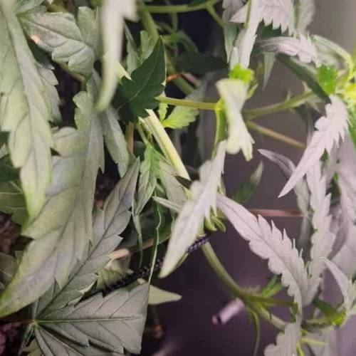 PC Grow Amnesia Fast SeedsMan 