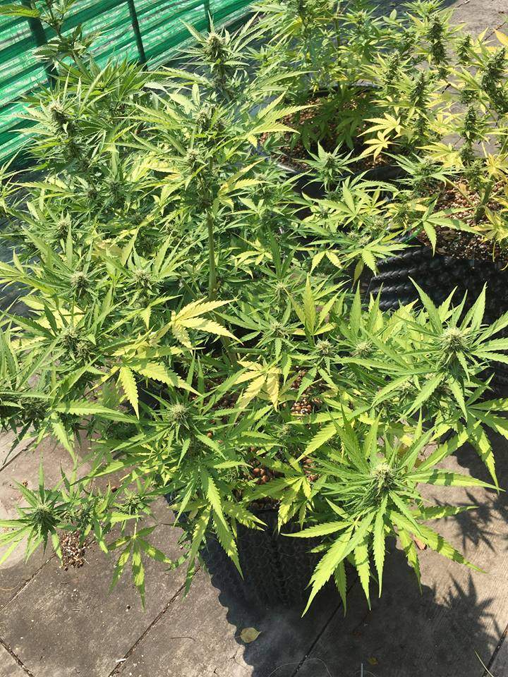 Dinafem Purps 1, Kannabia Seed Company Speedy Gonzales Auto, Royal