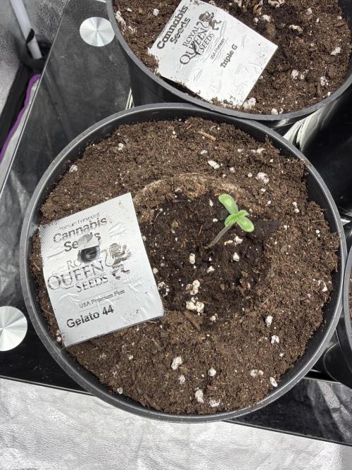 Round 3 RQS. Week 0