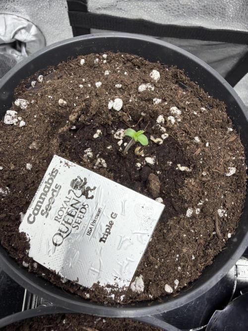 Round 3 RQS. Week 0
