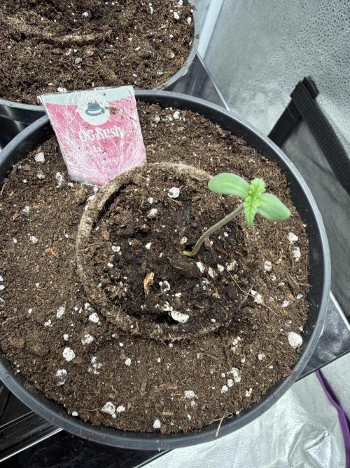 Round 3 RQS. Week 0