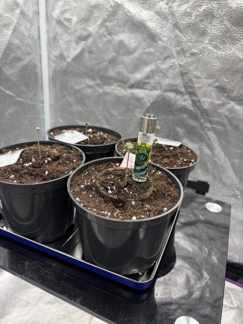 Round 3 RQS. Week 0