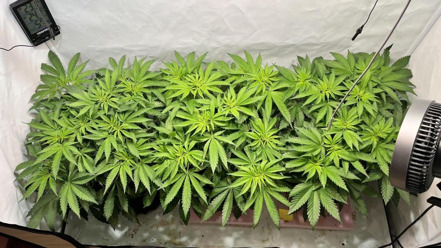 Seriotica - Serious seeds. Week 6