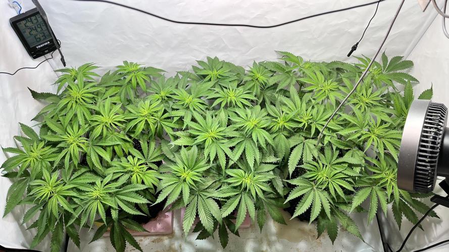 Seriotica - Serious seeds. Week 6