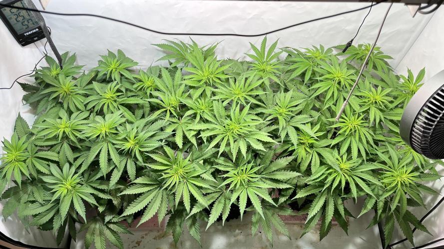 Seriotica - Serious seeds. Week 6