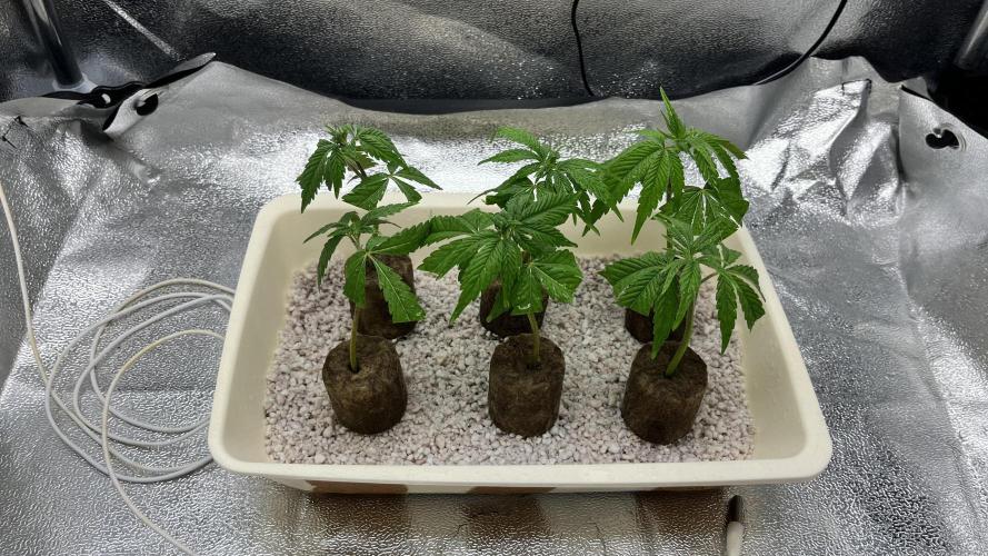 Seriotica - Serious seeds. Week 6