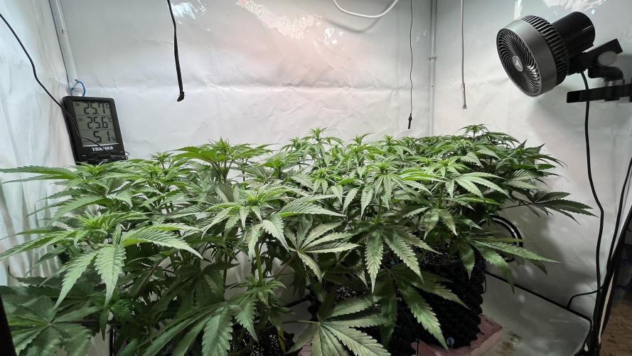 Seriotica - Serious seeds. Week 6