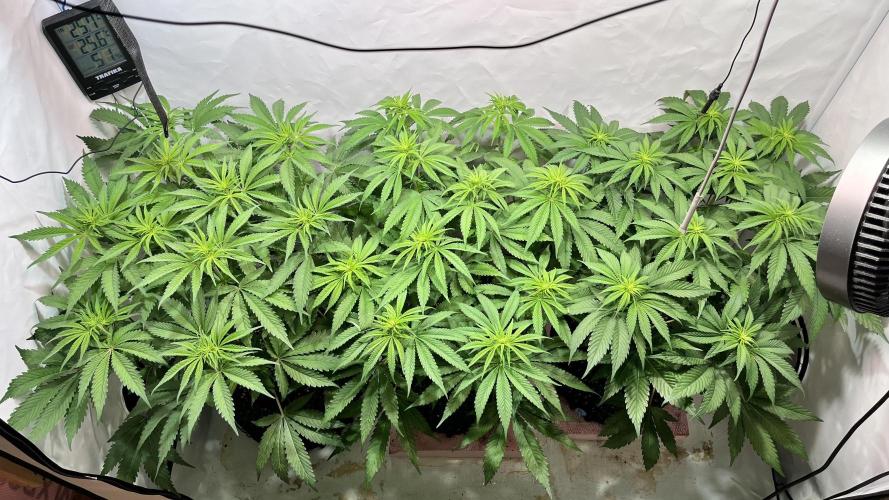 Seriotica - Serious seeds. Week 7