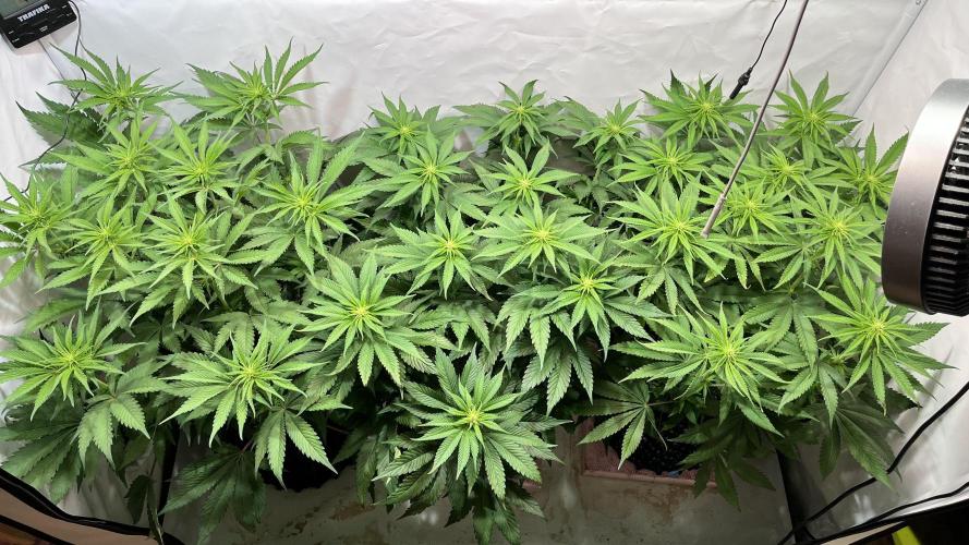 Seriotica - Serious seeds. Week 7