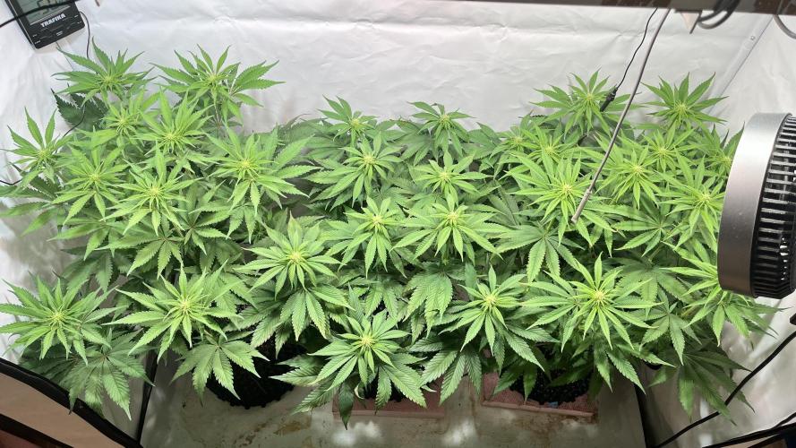 Seriotica - Serious seeds. Week 7