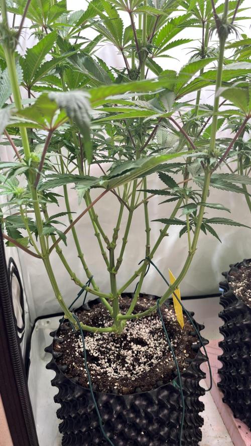 Seriotica - Serious seeds. Week 7