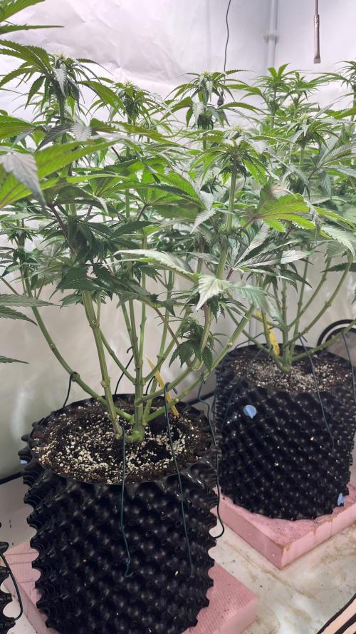 Seriotica - Serious seeds. Week 7