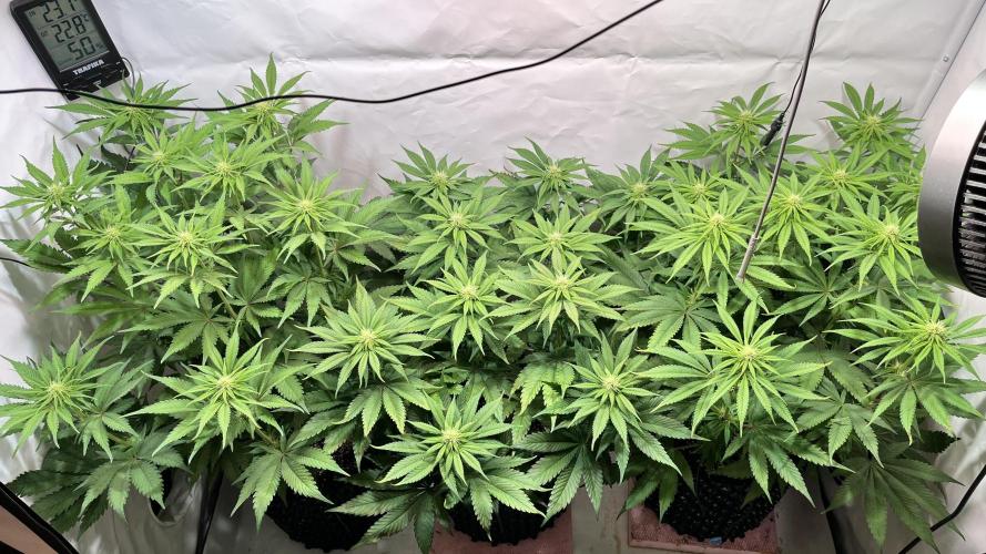 Seriotica - Serious seeds. Week 7 - 20D 12/12