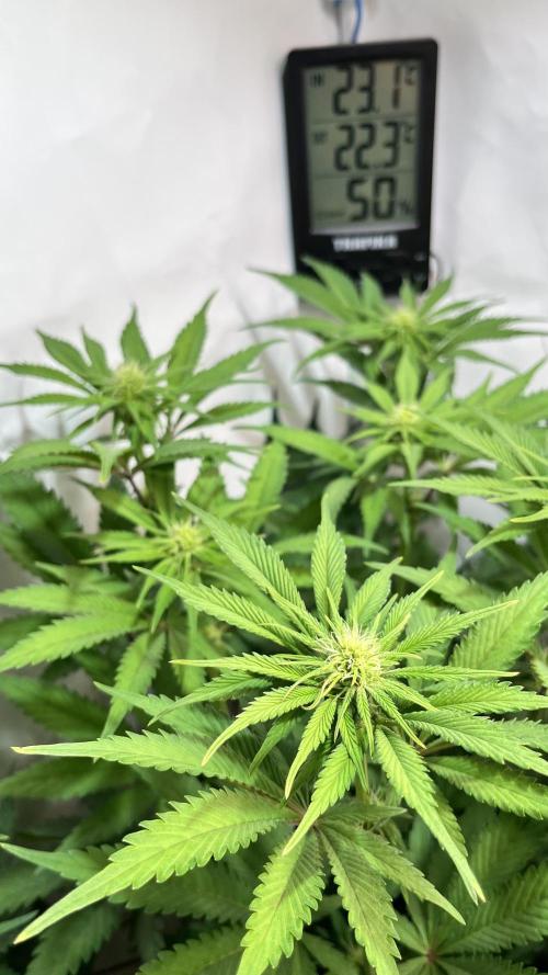 Seriotica - Serious seeds. Week 7