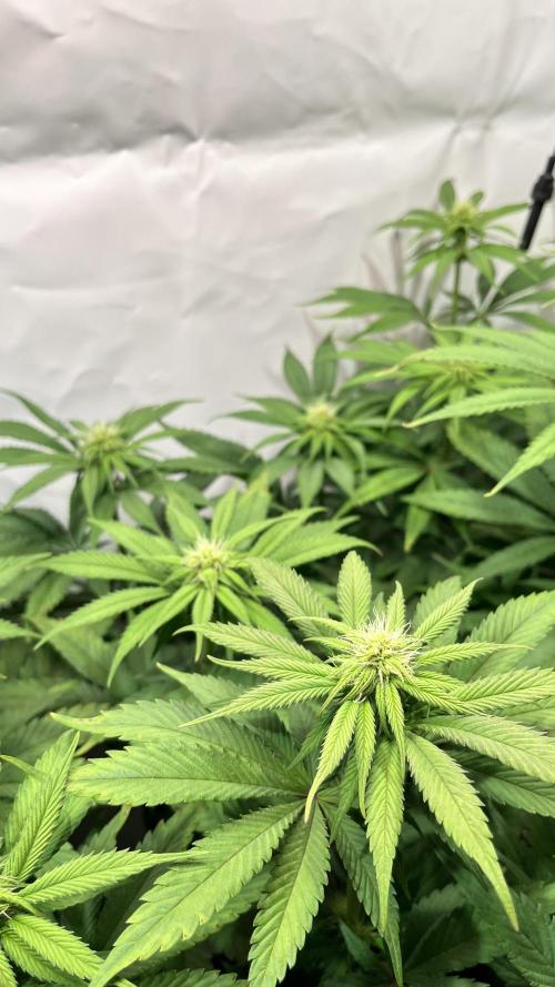 Seriotica - Serious seeds. Week 7