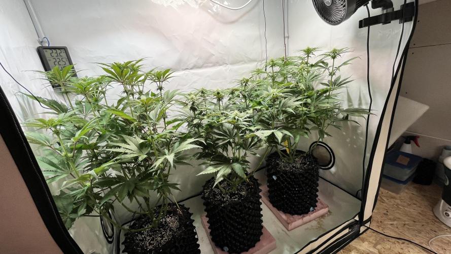 Seriotica - Serious seeds. Week 8