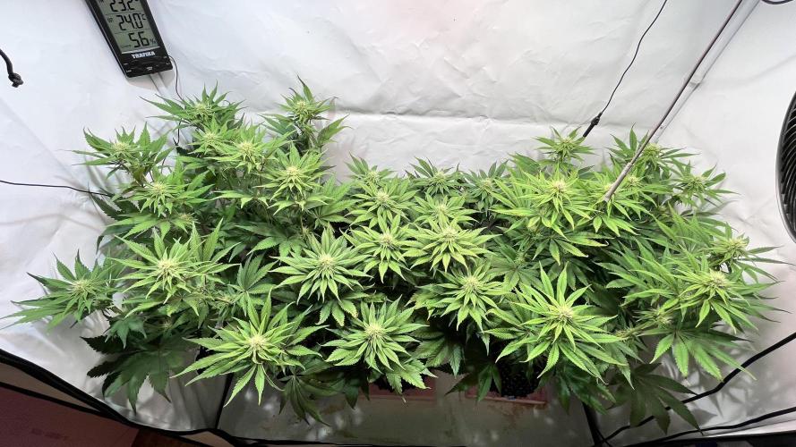 Seriotica - Serious seeds. Week 8