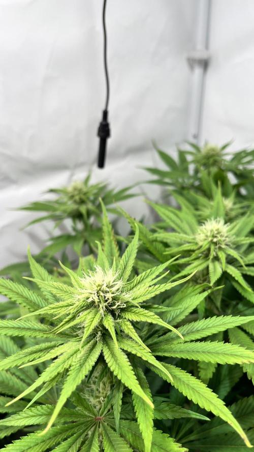 Seriotica - Serious seeds. Week 8