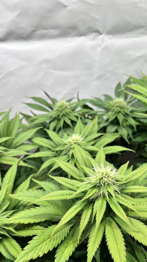 Seriotica - Serious seeds. Week 8