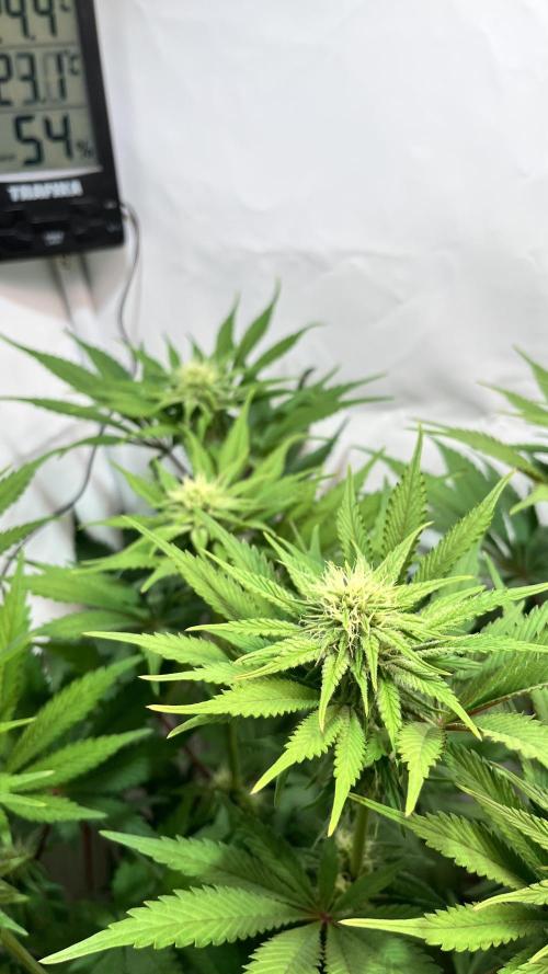 Seriotica - Serious seeds. Week 8