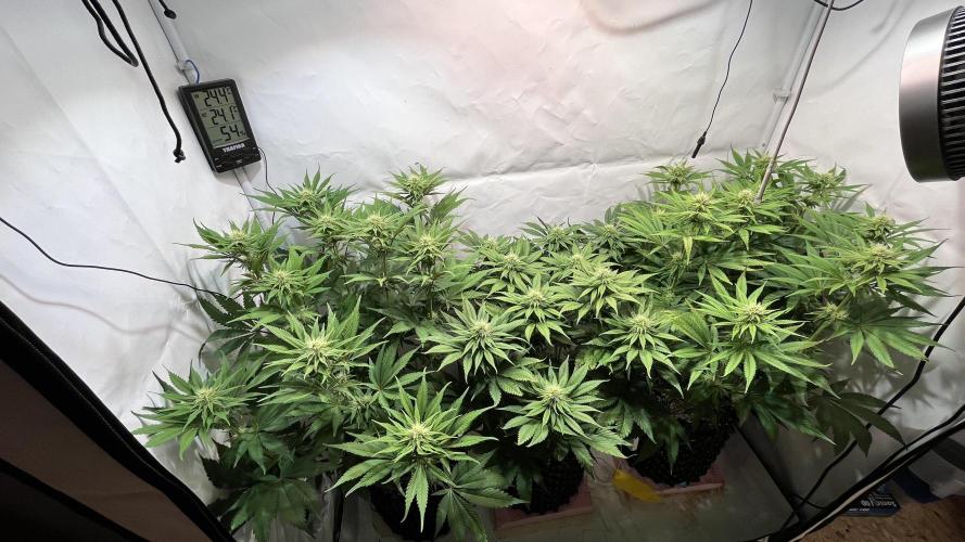 Seriotica - Serious seeds. Week 8