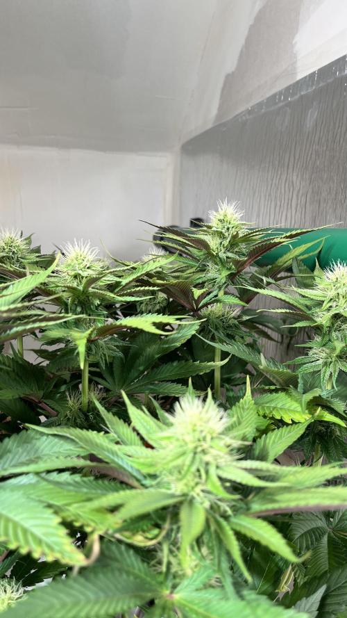 Seriotica - Serious seeds. Week 8