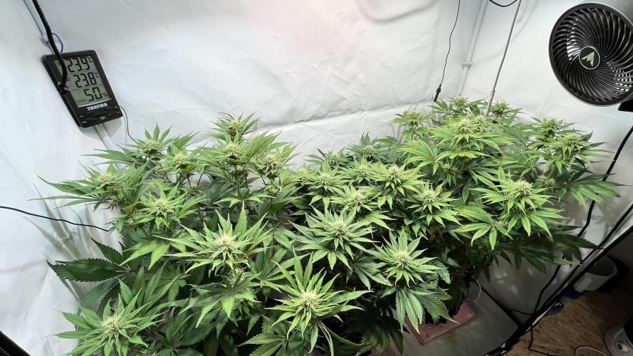 Seriotica - Serious seeds. Week 8