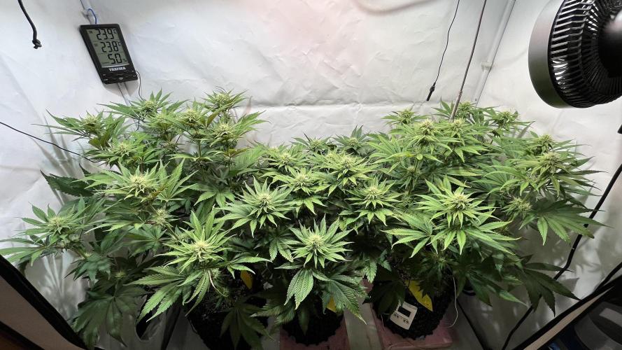 Seriotica - Serious seeds. Week 8 - 27D FLWR