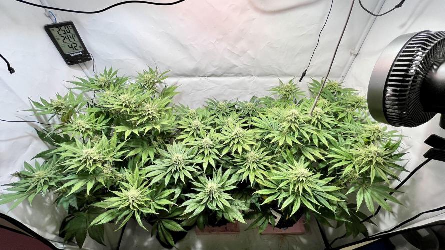 Seriotica - Serious seeds. Week 9