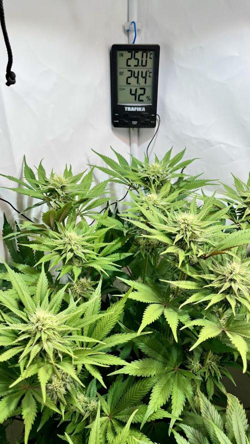 Seriotica - Serious seeds. Week 9