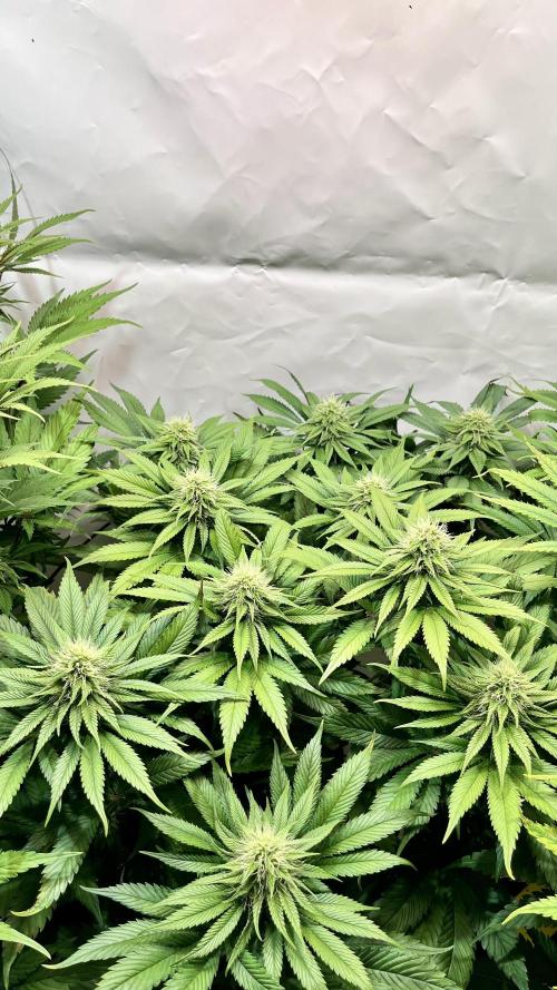 Seriotica - Serious seeds. Week 9