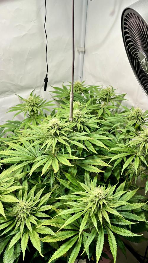 Seriotica - Serious seeds. Week 9