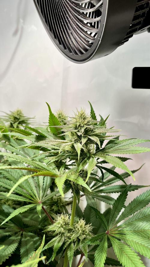 Seriotica - Serious seeds. Week 9