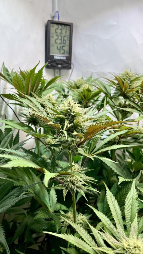 Seriotica - Serious seeds. Week 9