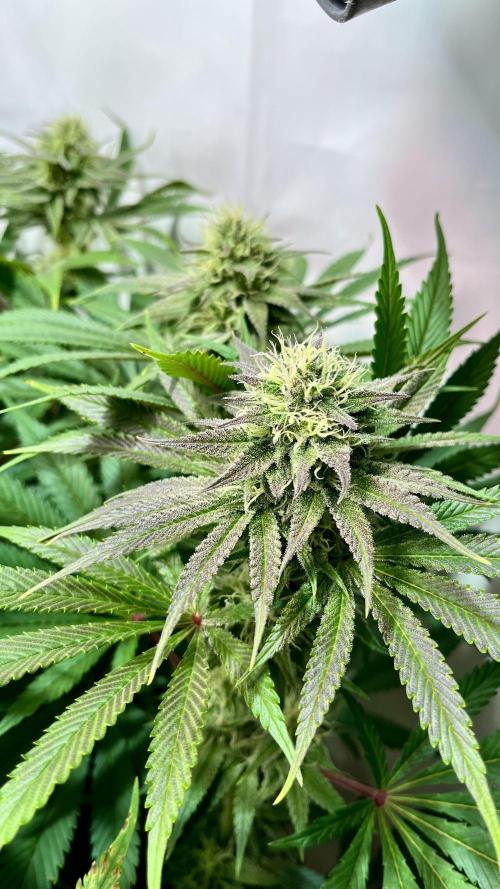 Seriotica - Serious seeds. Week 9