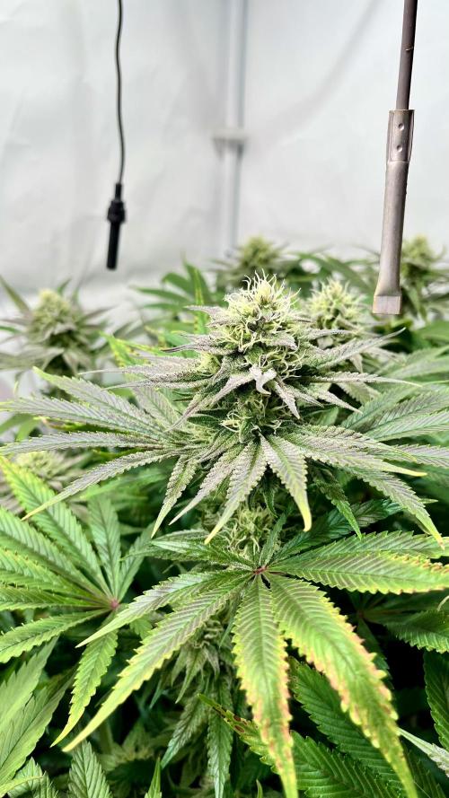 Seriotica - Serious seeds. Week 9