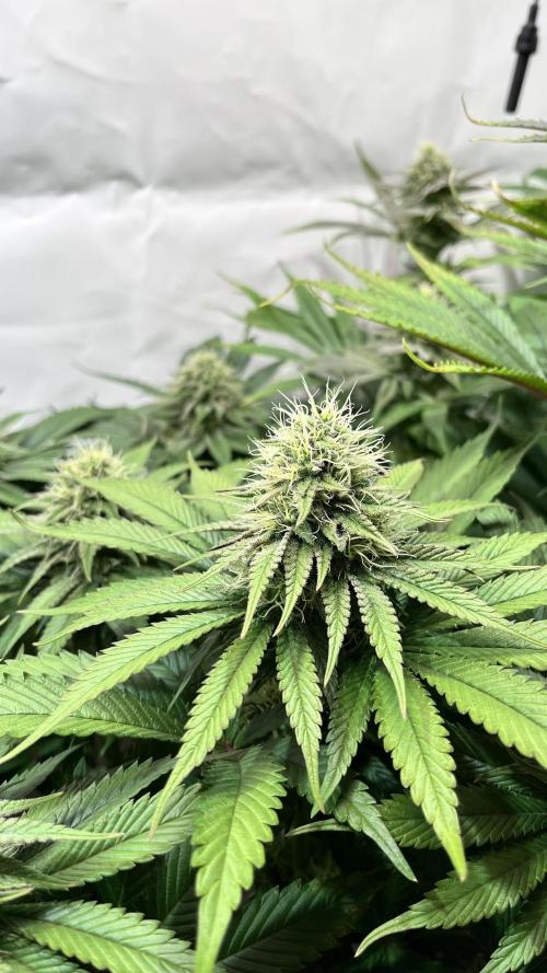 Seriotica - Serious seeds. Week 9