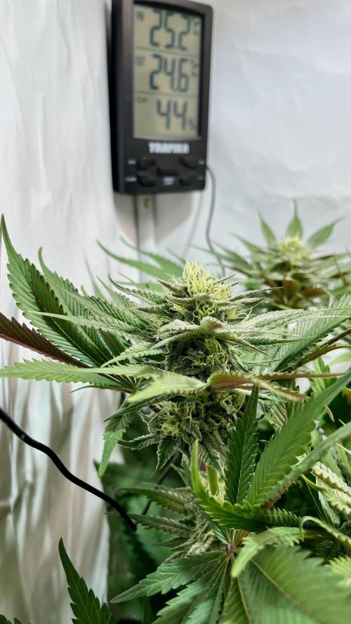 Seriotica - Serious seeds. Week 9