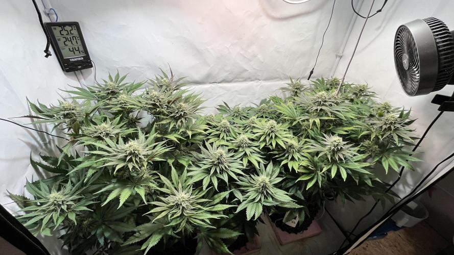Seriotica - Serious seeds. Week 9