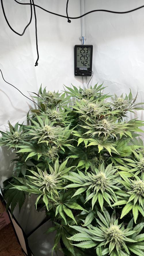 Seriotica - Serious seeds. Week 9