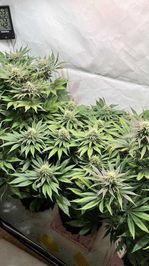 Seriotica - Serious seeds. Week 9