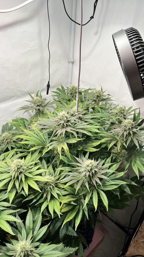 Seriotica - Serious seeds. Week 9