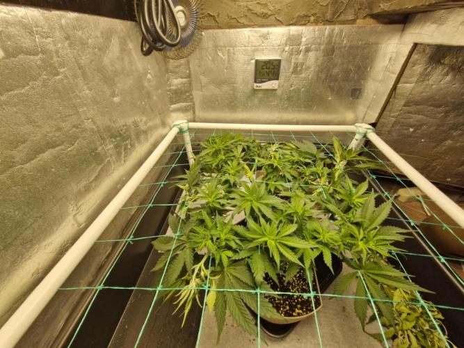 Holy Snow. Week 5