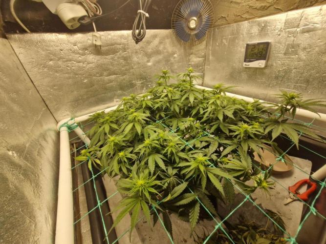 Holy Snow. Week 6