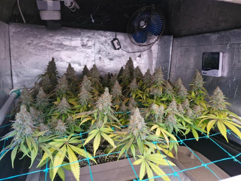 Holy Snow. Week 11