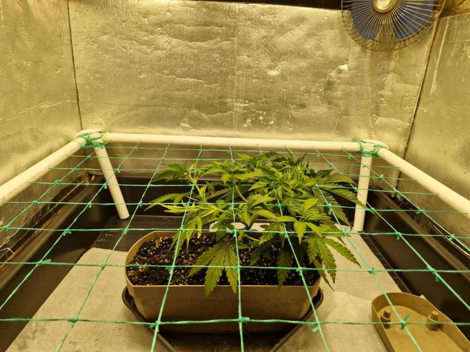 Holy Snow. Week 4