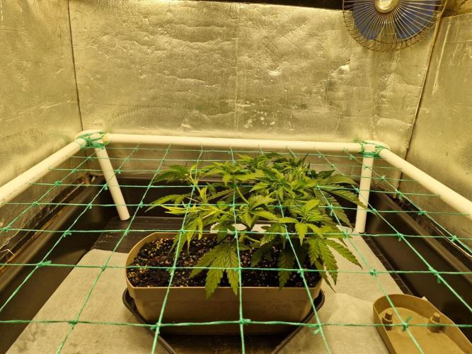 Holy Snow. Week 4