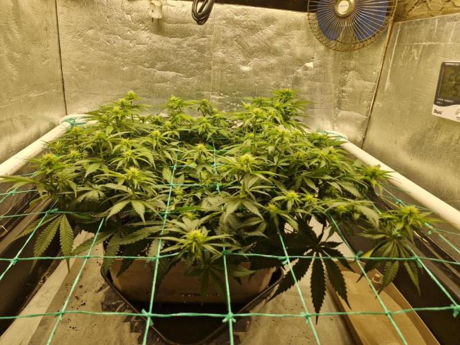 Holy Snow. Week 7
