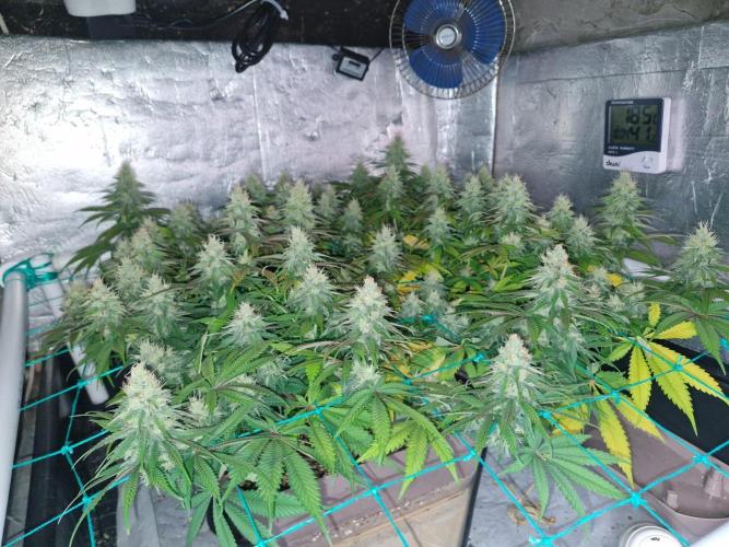 Holy Snow. Week 9