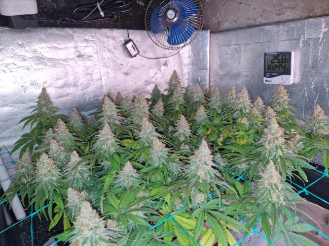 Holy Snow. Week 10